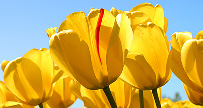 事業案内のイメージ