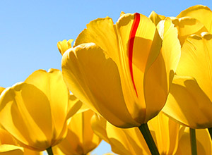 フェアトレード商品取扱い2